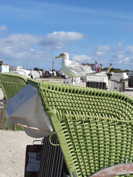 Strandkorb mit Möwe